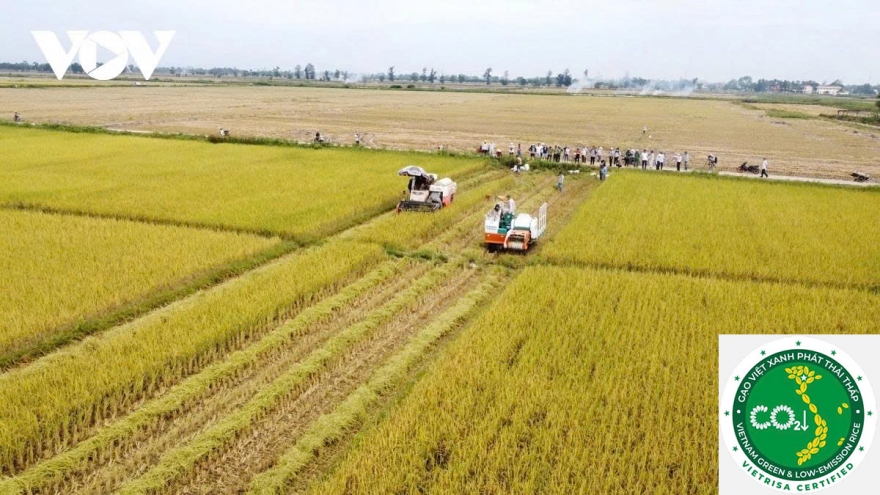Vietnam transforms rice industry as its low-emission rice gains global traction